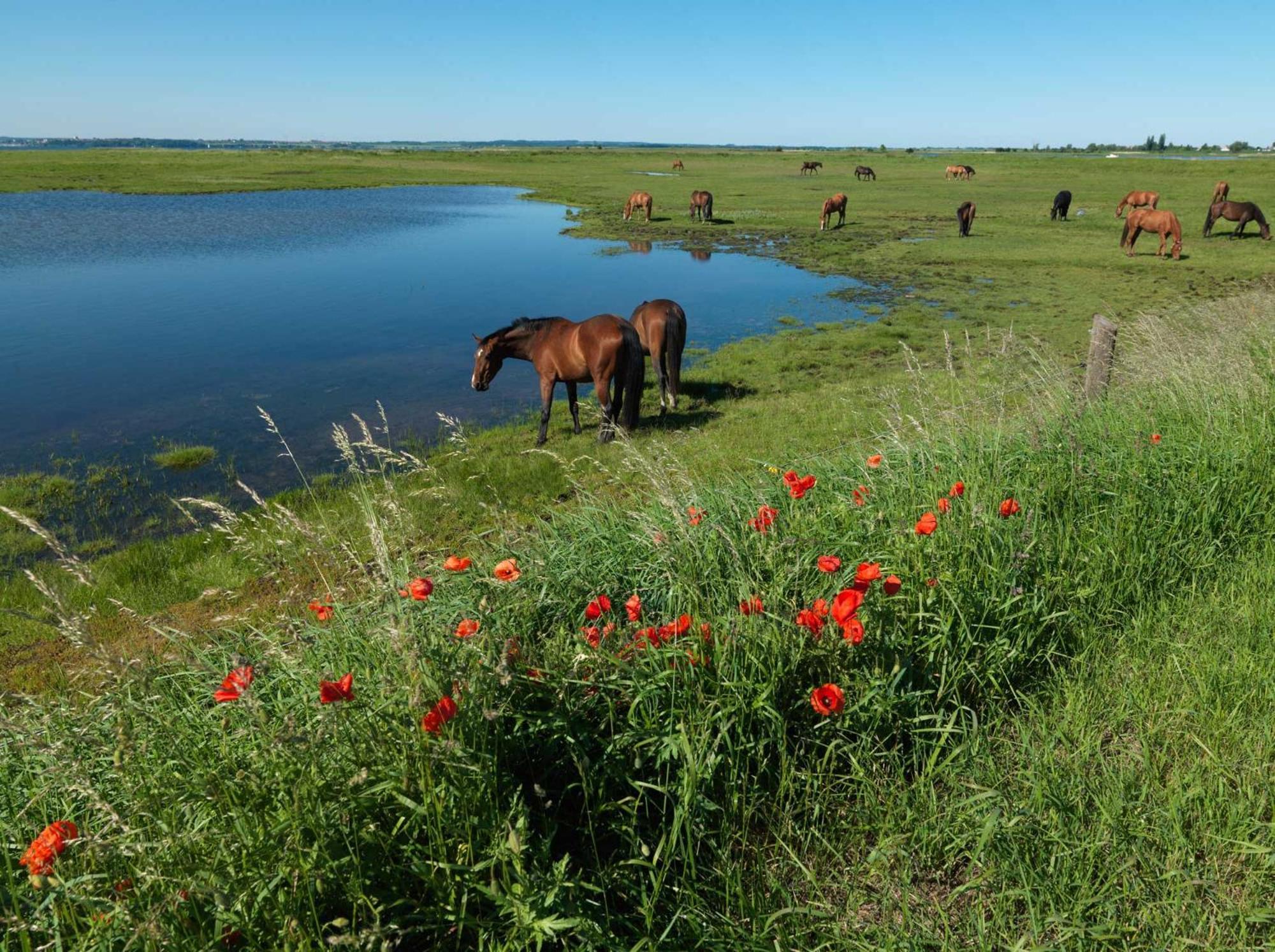 Seerose Insel Poel Exteriör bild